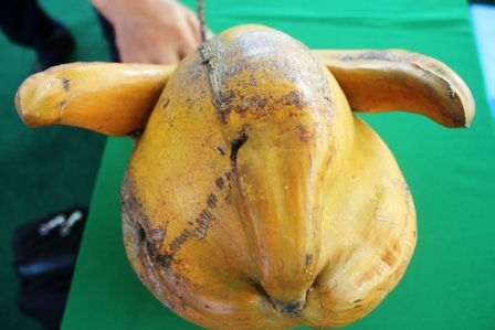 Quả dừa có sừng giống sừng trâu