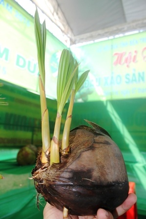 Cây dừa 3 gốc 