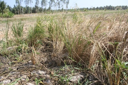 Lúa vừa trổ bị lép hạt do hạn, mặn