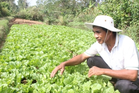Ông Minh cho rằng chỉ có trồng rau mới mau thu hoạch, có tiền lo cho con đi học.