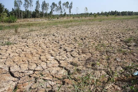 Cánh đồng ruộng khô hạn, đất nứt nẻ