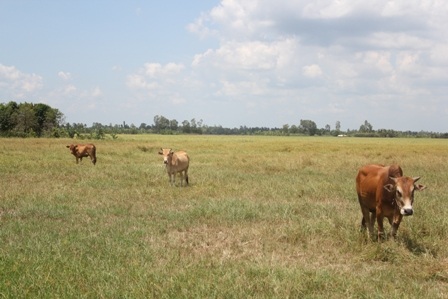 Ruộng lúa của ông Việt giờ chỉ để cho bò ăn