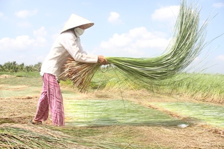 Nông dân phơi cói trước khi bán cho thương lái