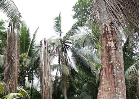 Hoang mang vì hàng trăm cây dừa nghi bị kẻ xấu đầu độc - 2 Những cây dừa bị đầu độc chết dần, chết mòn
