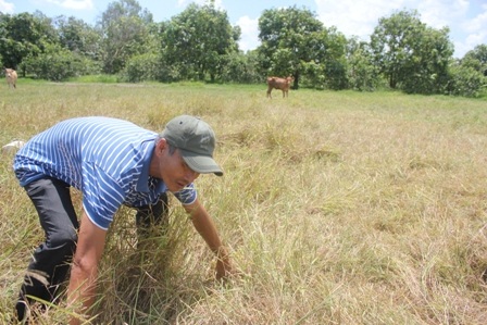 Ông Việt bên ruộng lúa chẳng cây nào sống nổi