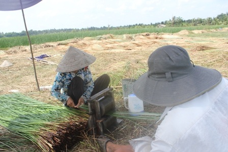Sau khi thu hoạch, cói được chẻ nhỏ ra để đem phơi