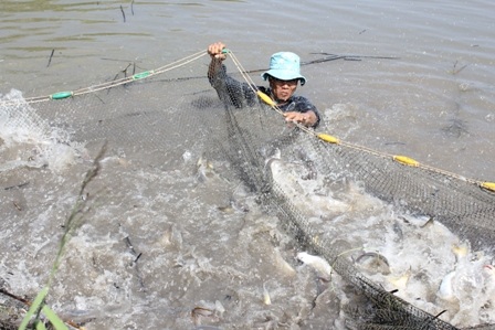 Khi vật nuôi chết, nông dân cho rằng thủ phạm là chiếc máy quay phim.