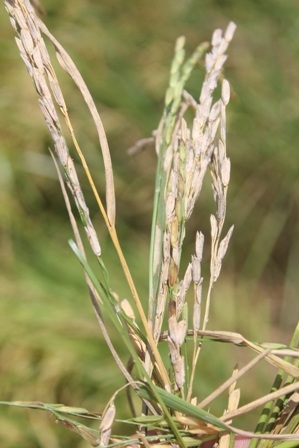 Lúa bị lép, giảm năng suất do khô hạn