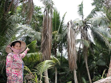 Hoang mang vì hàng trăm cây dừa nghi bị kẻ xấu đầu độc - 3 Người dân rất bức xúc khi dừa bị chết hàng loạt