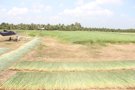 Cói được phơi thẳng tắp ngay tại ruộng