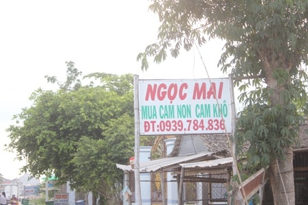 Trưng bảng mua cam non, cam khô tại huyện Trà ôn (Vĩnh Long)