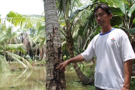 Mỗi cây dừa bị kẻ xấu phá hoại phải mất gần chục năm trồng lại mới phục hồi vườn