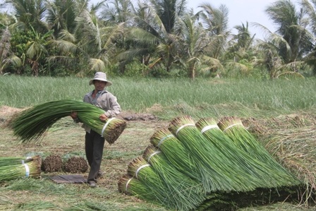 Nông dân thu hoạch cói.