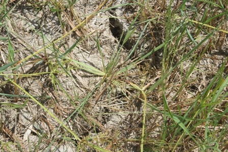 Ruộng nứt nẻ chỉ có cỏ còn tồn tại