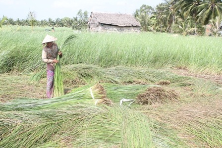 Nông dân thu hoạch cói.