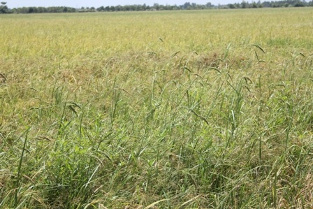 Do khô hạn nên cỏ dày đặc trong ruộng lúa