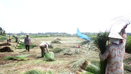 Thu hoạch cói giúp giải quyết việc làm cho nhiều lao động ở địa phương