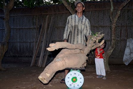 Anh Hồng bên củ sắn khủng