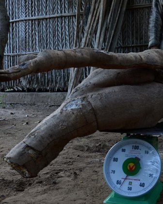 Củ sắn khổng lồ nặng đến 57 kg