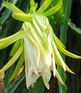 Nhiều người lo ngại việc thu mua hoa có thể làm giảm năng suất của thanh long