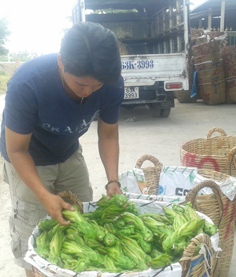 Thương lái thu mua hoa thanh long ở Tiền Giang