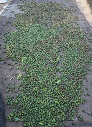 Những quả cam rụng bé xíu cũng được thương lái thu mua