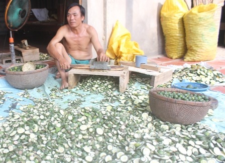 Cam còn non được thương lái thu gom sau đó xắt mỏng, phơi khô để xuất bán sang Trung Quốc