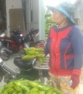 Cơ quan chức năng đang ra sức tuyên truyền, ngăn chặn việc thu gom nông sản lạ đời của thương lái