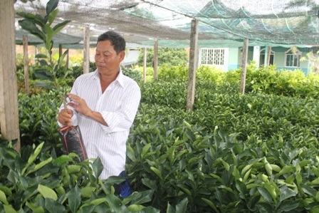 Nhiều loại cây giống đặc sản ở ĐBSCL đang có giá rất cao, khan hàng