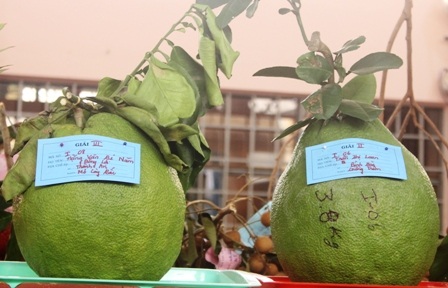 Quả bưởi da xanh nặng gần 4kg