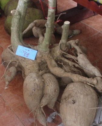 Bụi sắn nặng 61 kg