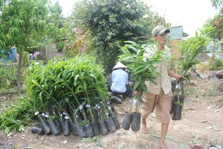 Người dân Cái Mơn (Chợ Lách, Bến Tre) chuyển cây giống đi tiêu thụ