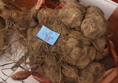 Bụi khoai mỡ nặng 56 kg