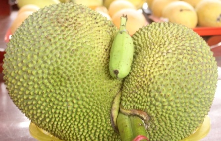 Quả mít sinh đôi rất đặc biệt