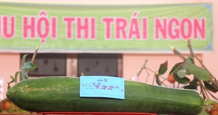 Quả đu đủ dài gần nửa mét