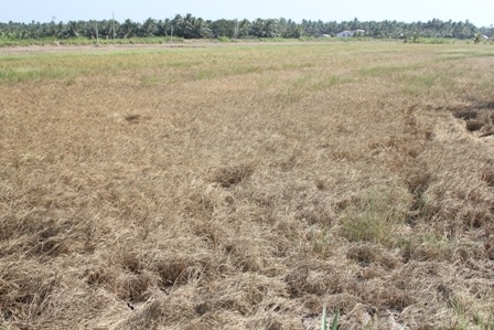 Các đại biểu trong và ngoài nước tham dự hội thảo