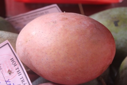 Quả xoài có màu sắc lạ rất đẹp mắt