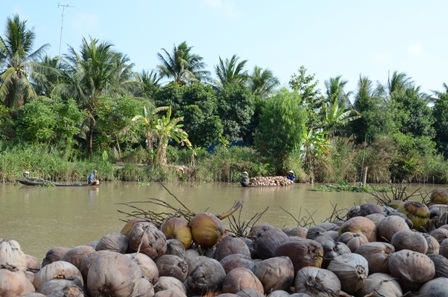 Dừa khô đang chờ tiêu thụ tại Bến Tre