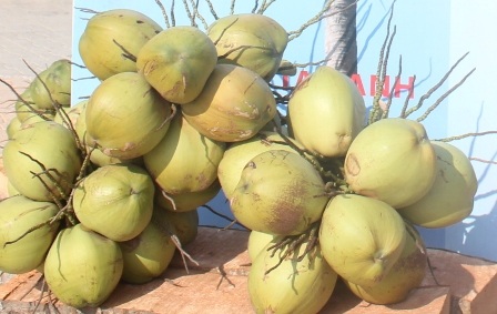 Giá dừa giảm mạnh khiến nhiều nông dân ở Bến Tre gặp khó khăn