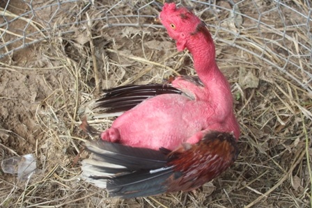 Gà trụi hình hài rất khác thường