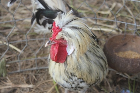 Con gà có bộ mặt lạ được gọi là gà quý phi