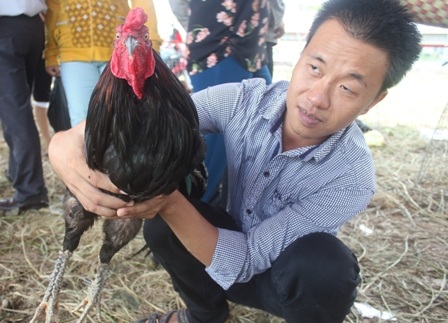 Con gà cặp chân có vảy xù xì được chủ nhân gọi là vảy rồng