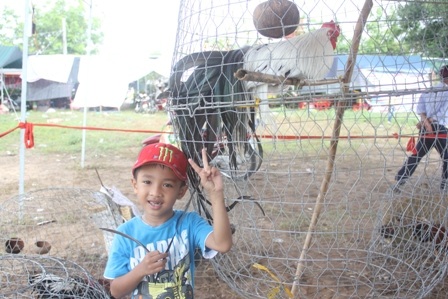 Cậu bé rất thích chụp hình bên chú gà có bộ lông dài gần 1 m