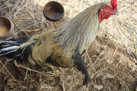 Cặp gà mọc thêm cánh rất lạ mắt