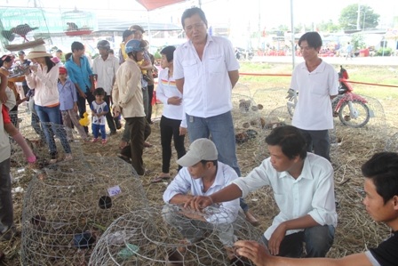 Nhiều du khách rất thích thú ngắm nhìn những chú gà siêu dị