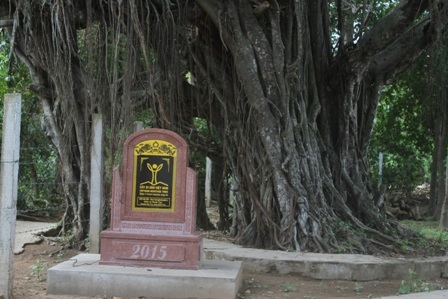 Cả 2 cây đa đều được công nhận là Cây di sản Việt Nam