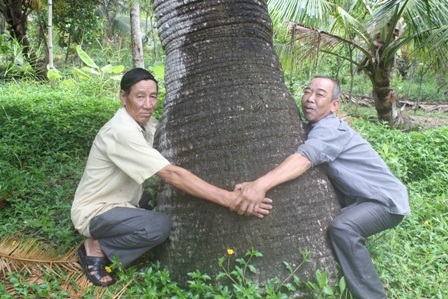 Gốc thiên tuế chi vi hơn 3 m làm 2 người ôm không giáp