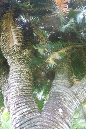 Từ gốc thiên tuế tỏa ra 2 nhánh