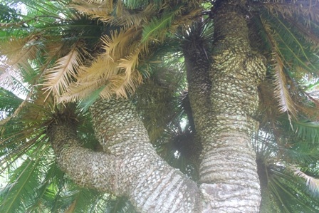 Hai nhánh lớn tỏa ra 9 nhánh nhỏ thành 9 đọt rất lạ