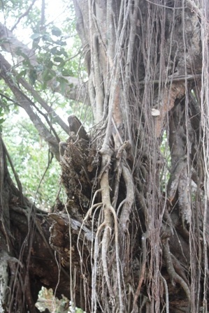 Phần thân cây mẹ đã chết nhưng các nhánh tiếp tục sinh sôi, phát triển